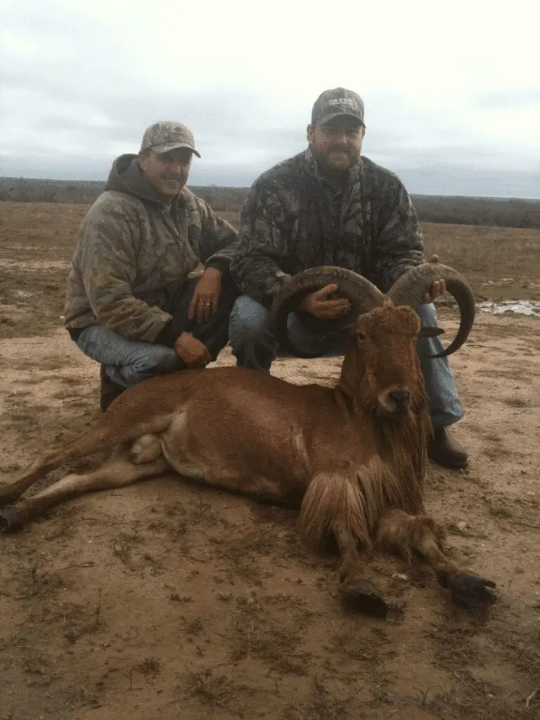 Two hunters with a ram