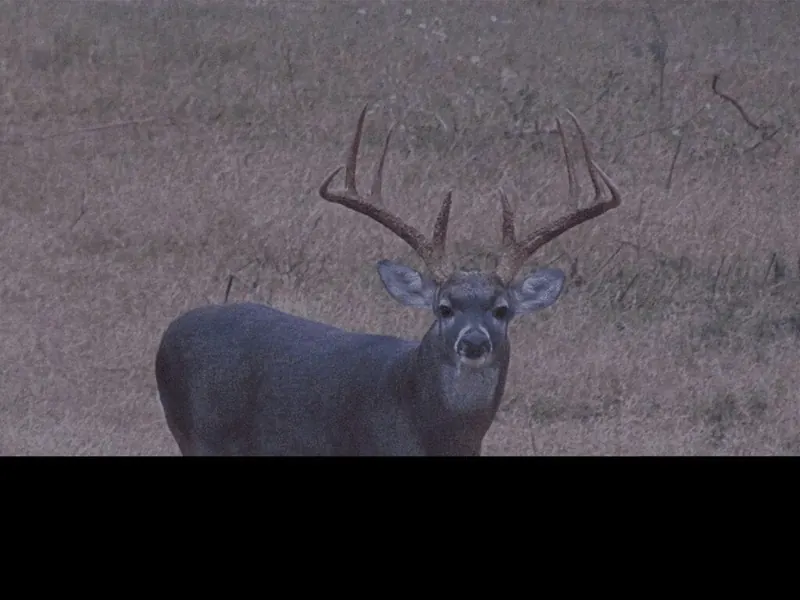 White-tailed buck standing in a pasture