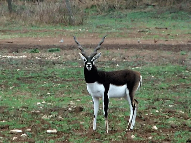 Blackbuck antelope buck standing in a field