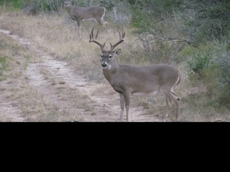 White-tailed bucks on a ranch road